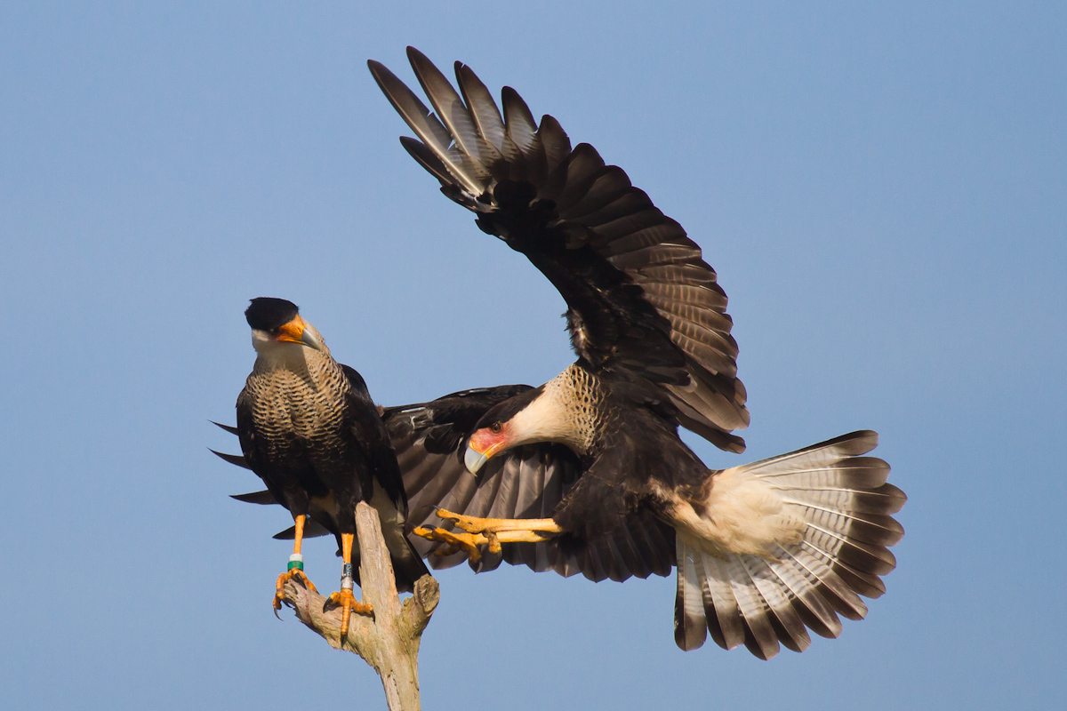 Crested Caracara