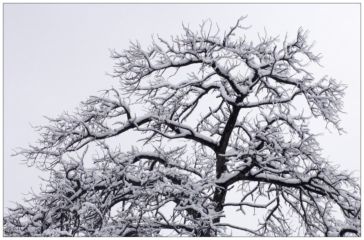 Snowy Treetop