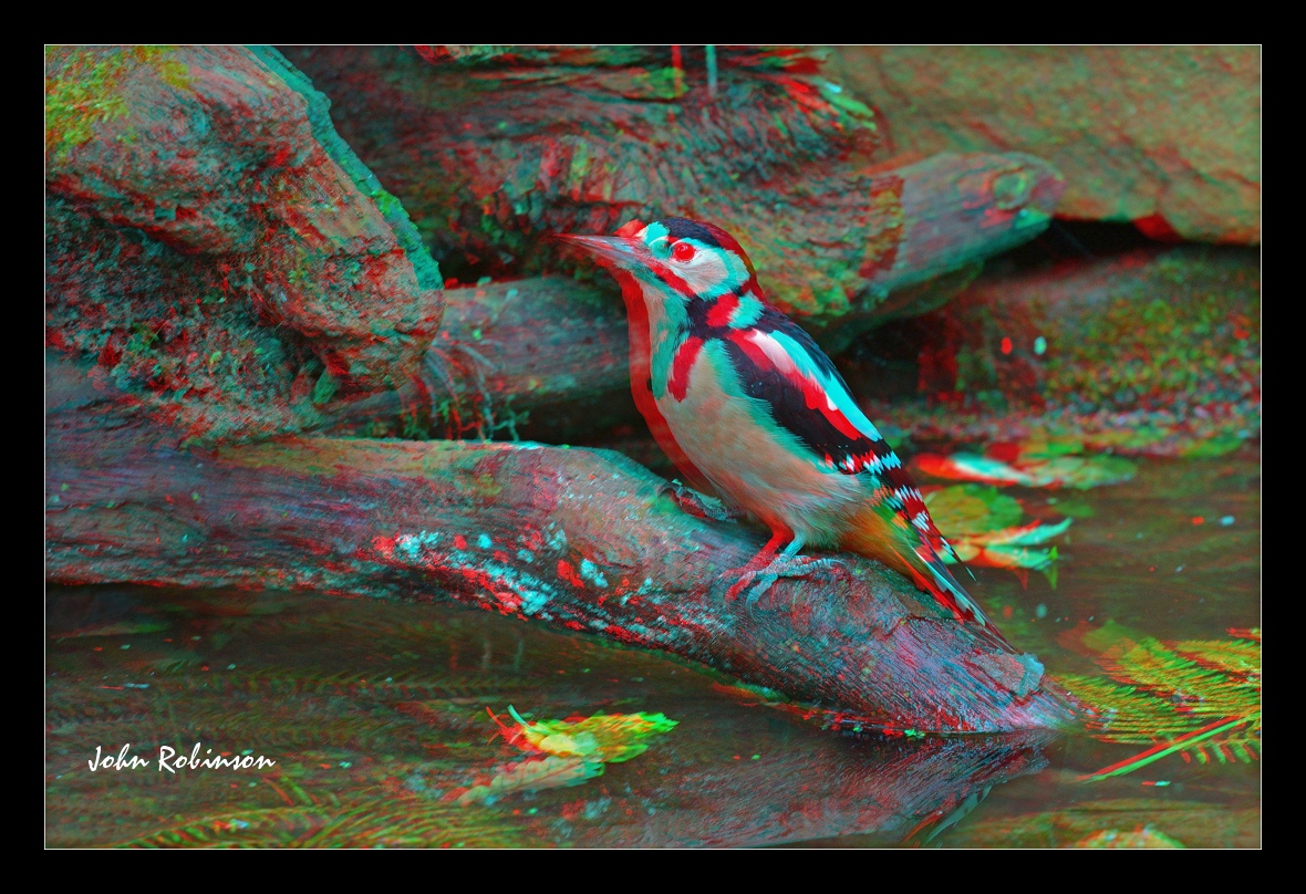 Woody 3D