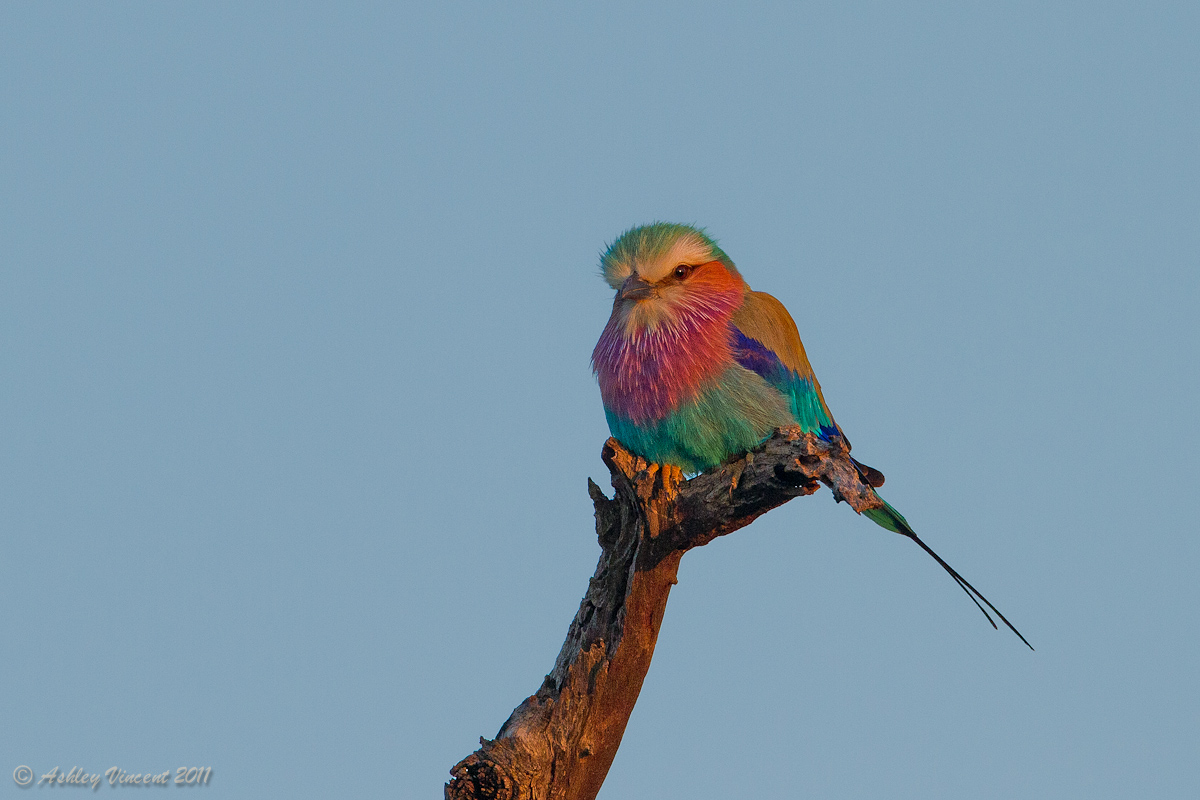 Roller at Sunrise