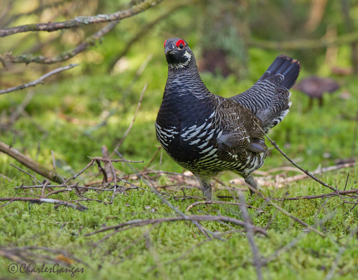 Spruce Grouse