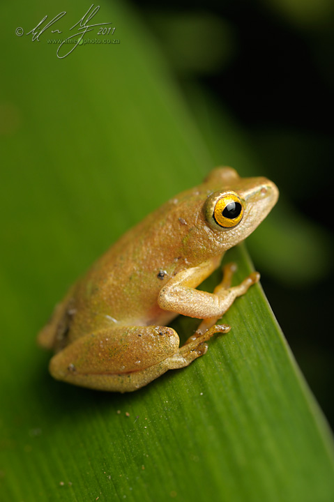 Painted Reed Frog