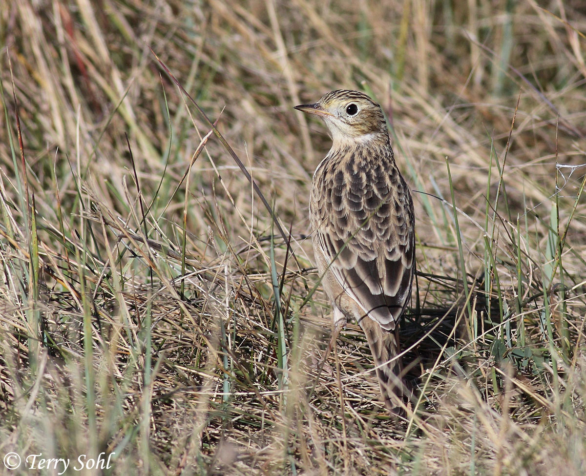 Sprague's Pipit
