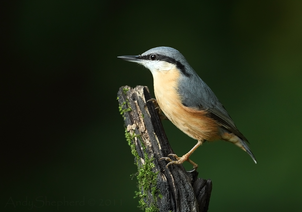 Nuthatch