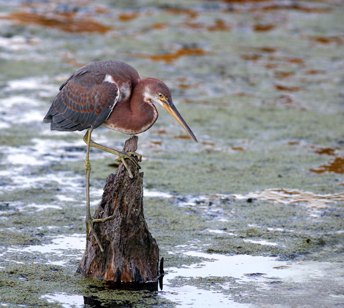 Juv. Tri-Colored Heron
