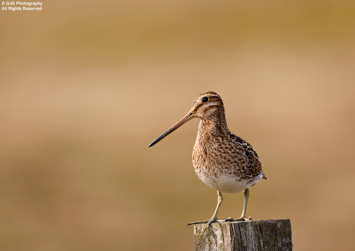 Snipe on  a post......