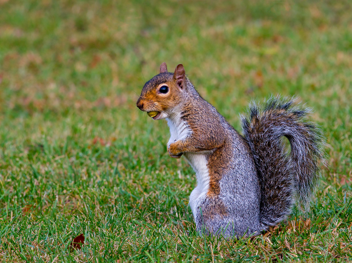 Squirrel and his nut