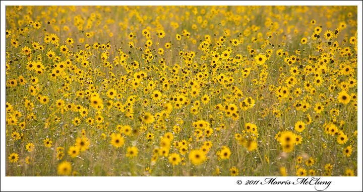 Height of Summer