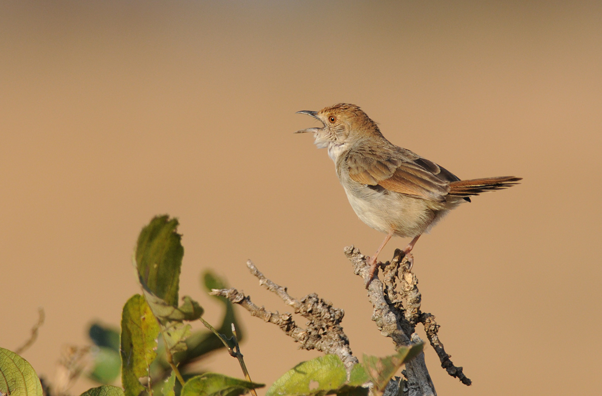 Churring cisticola