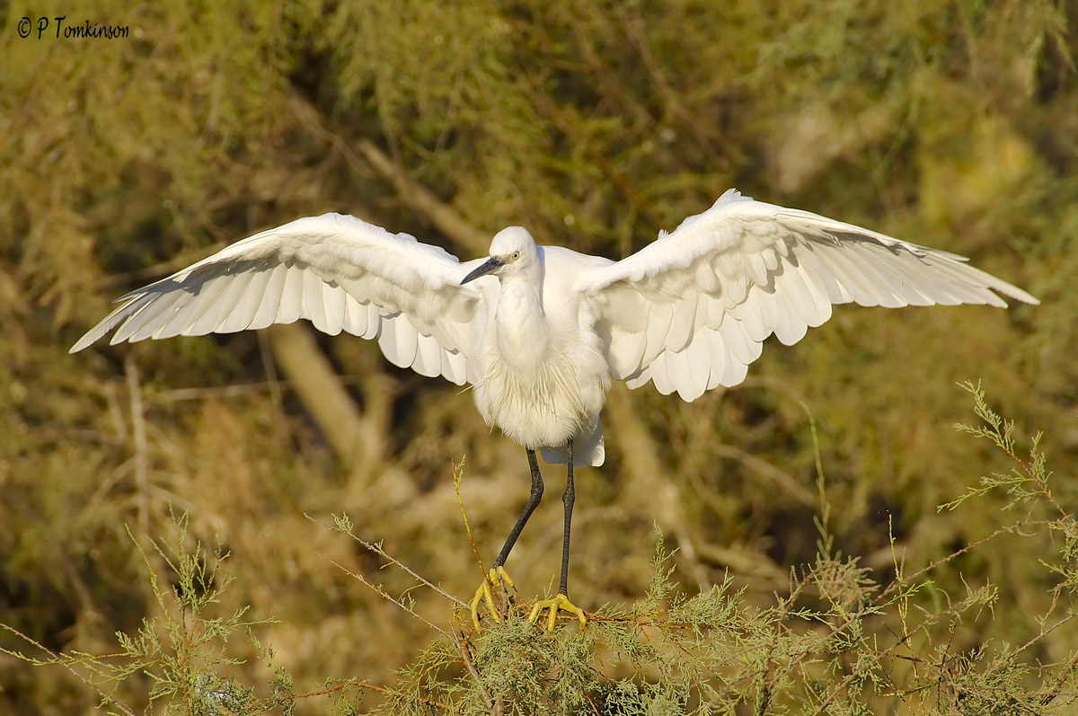 Little Egret