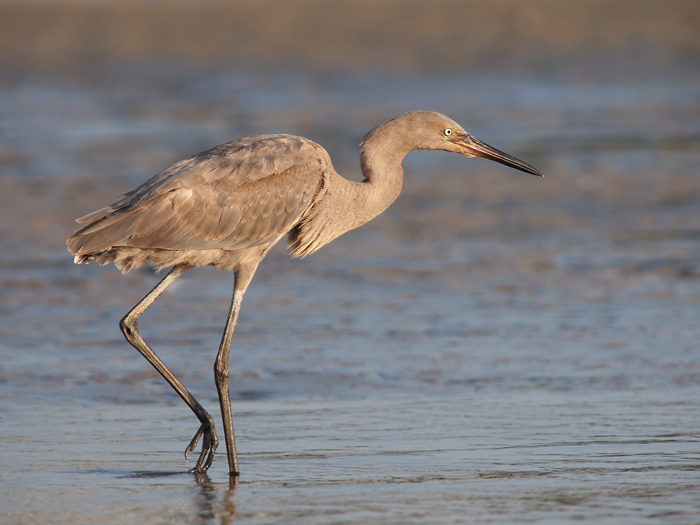 Reddish Egret Juvi