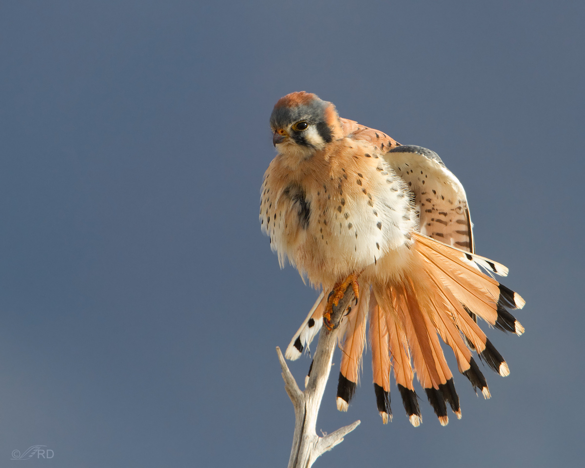 American Kestrel