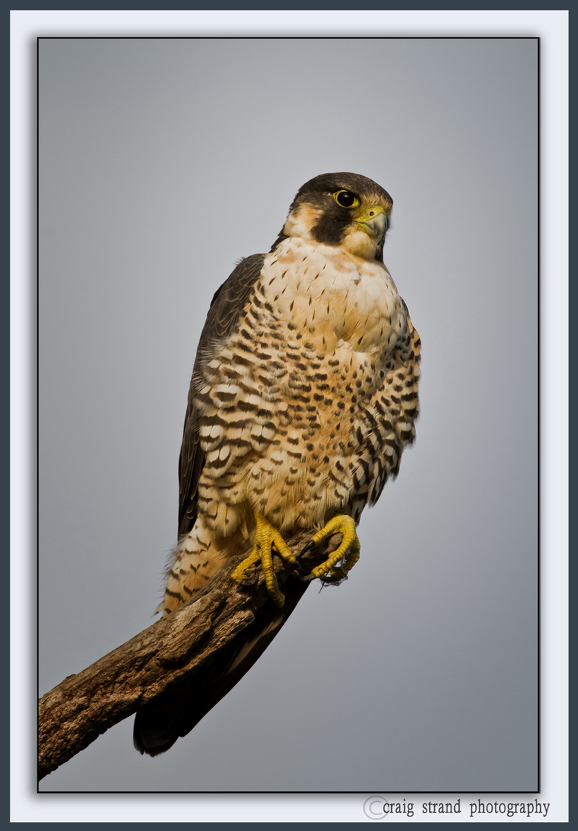 Perigrine Falcon w/Repost