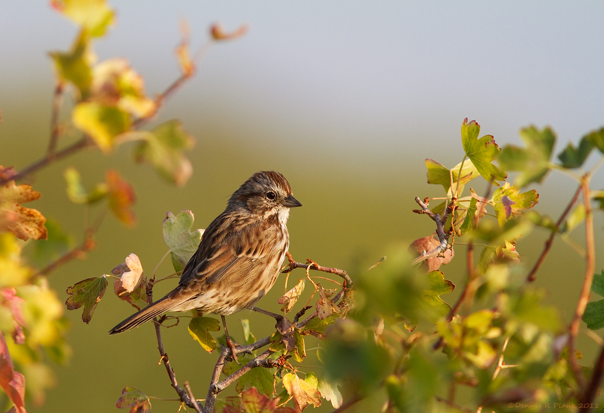 Song Sparrow