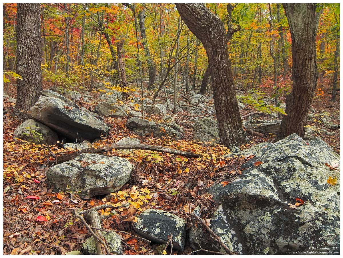 Autumn Woods