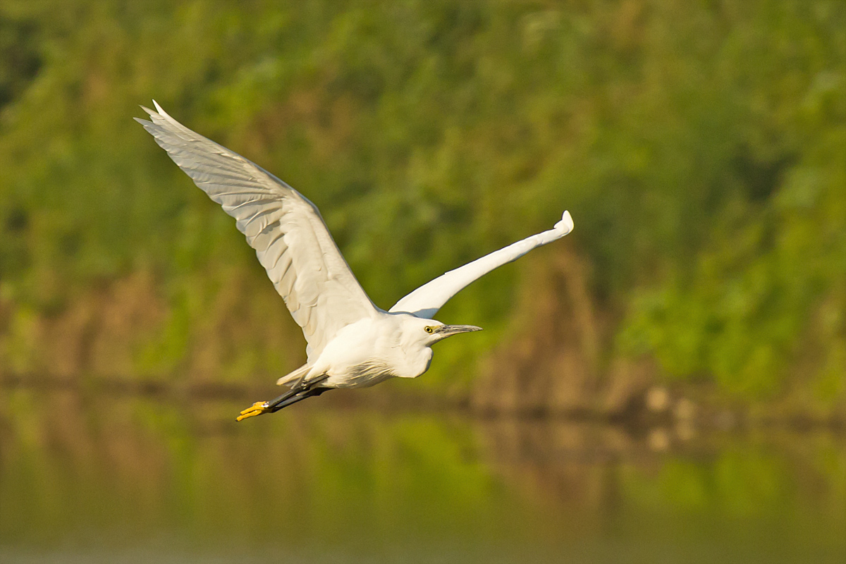 Great Egret Flying