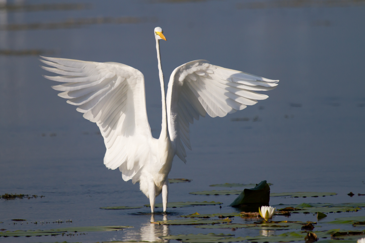 Great Egret