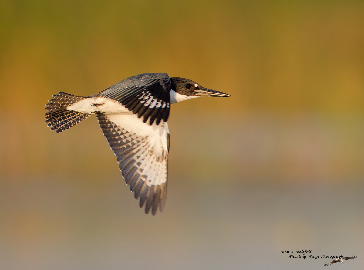 Belted Kingfisher