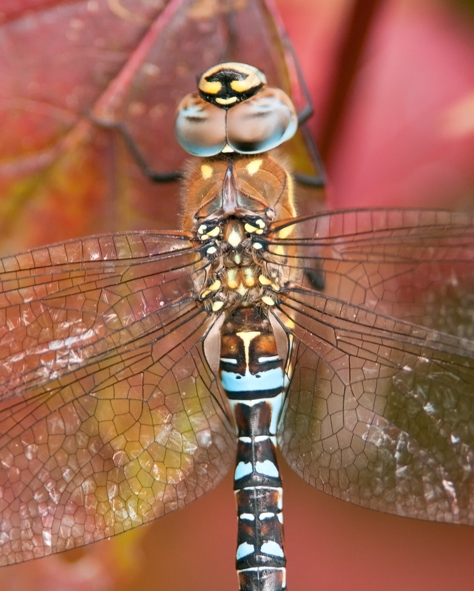 Migrant Hawker