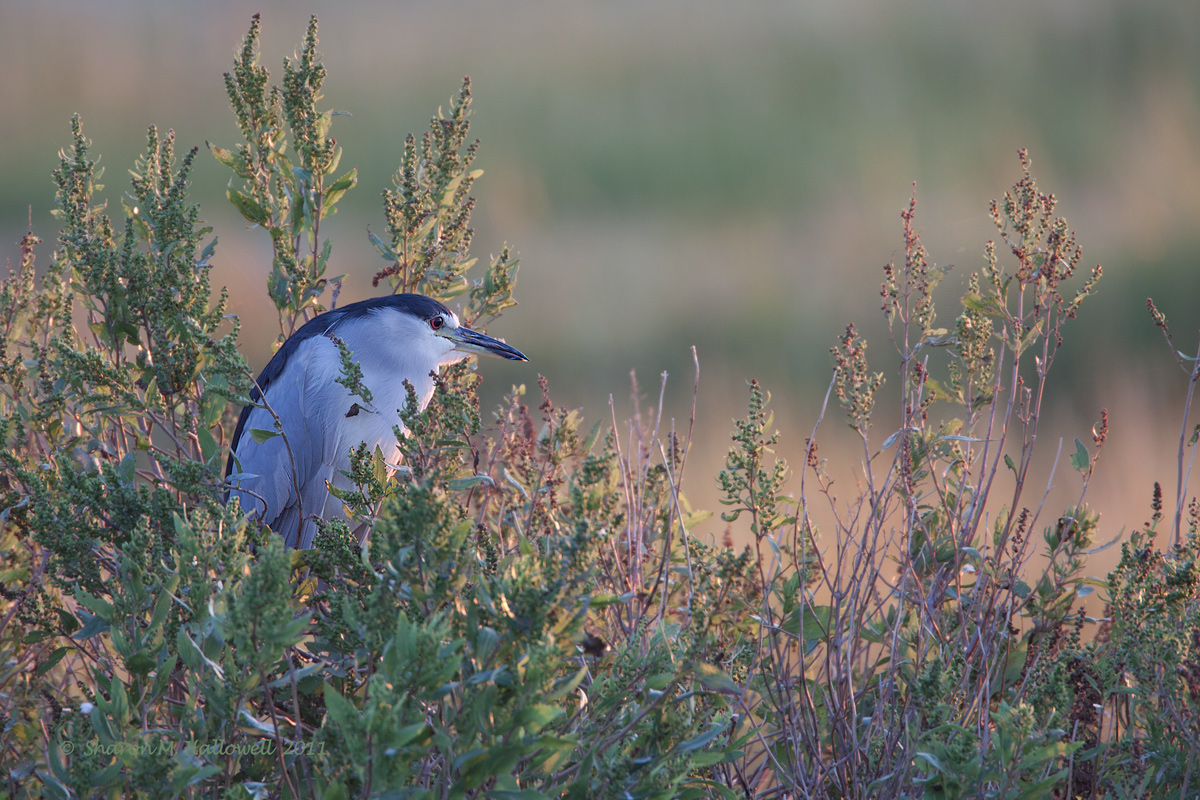 Black-crowned Night Hero