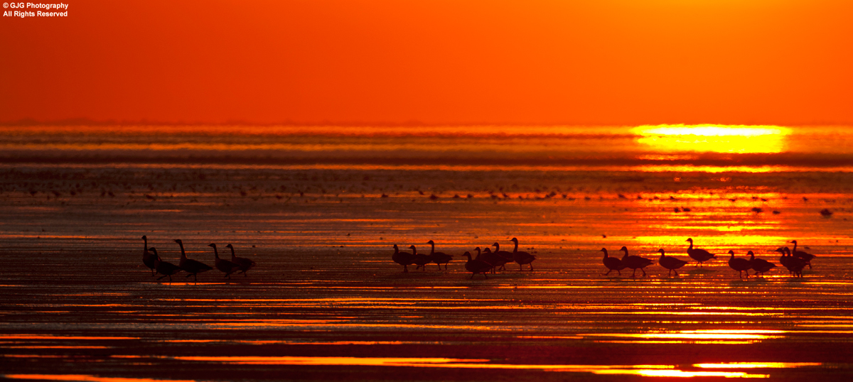 Geese at Sunset