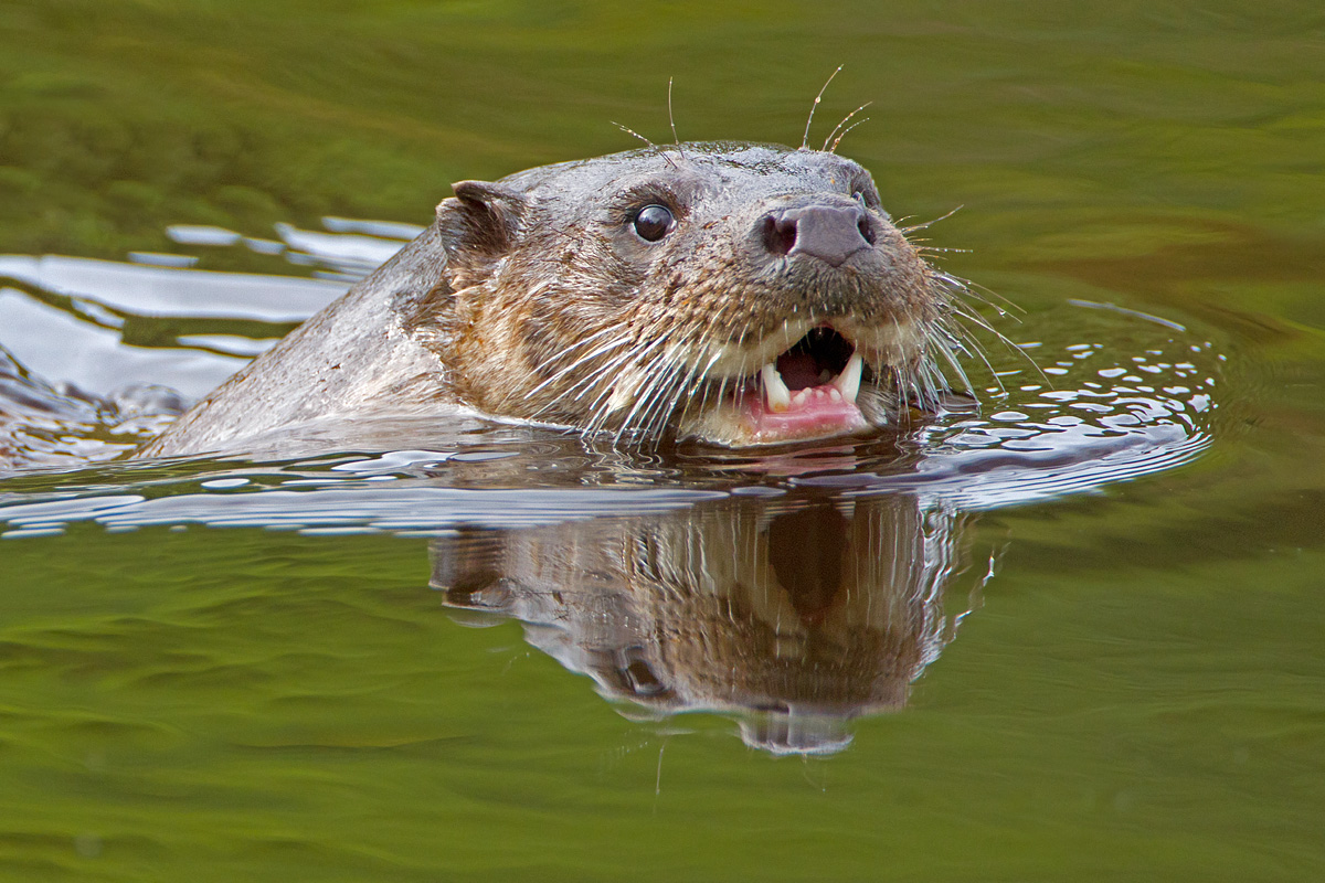 Otter Portrait.