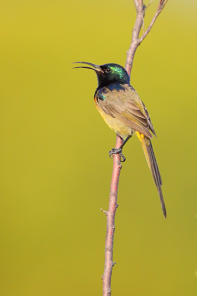 Sunbird