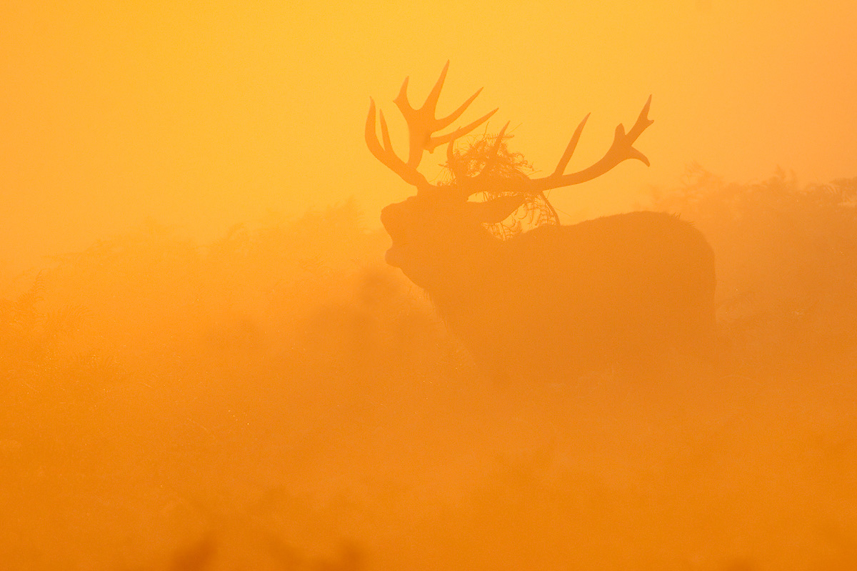 Red Deer