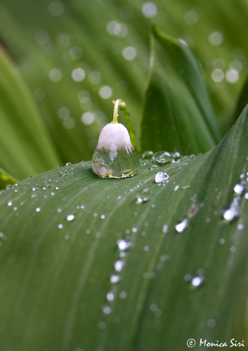 Glass bell + repost