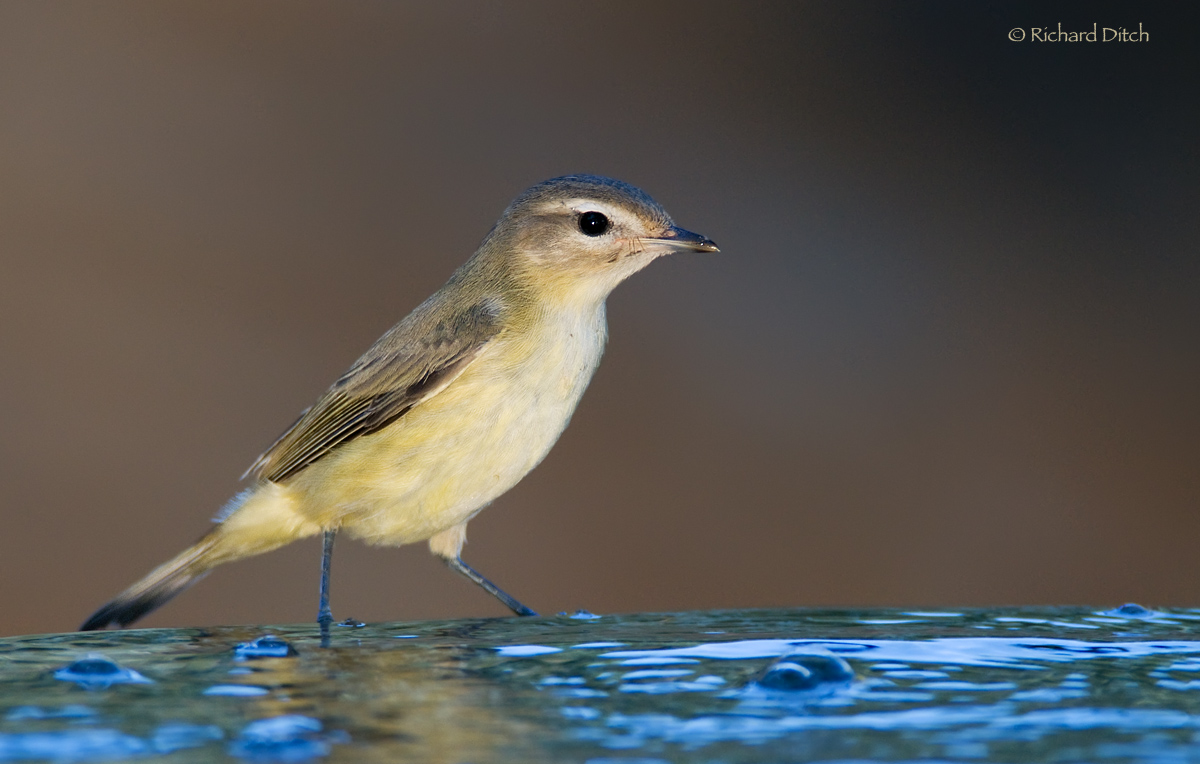 Warbling Vireo