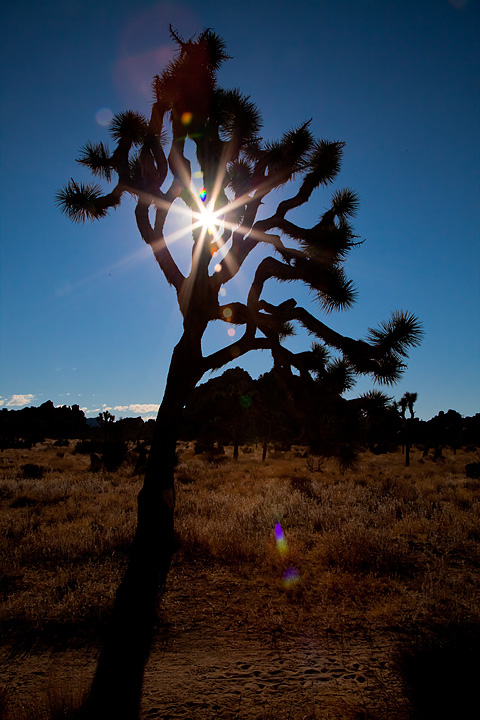 Joshua Tree silhouette 