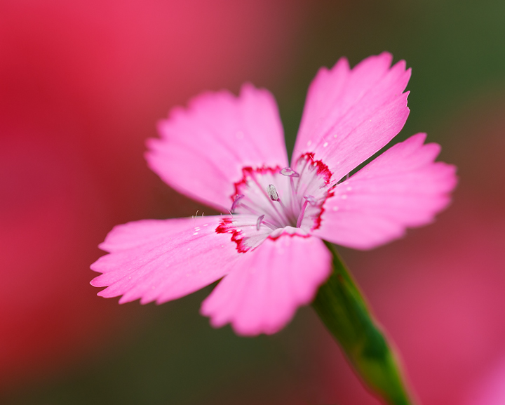 Pink Dianthus