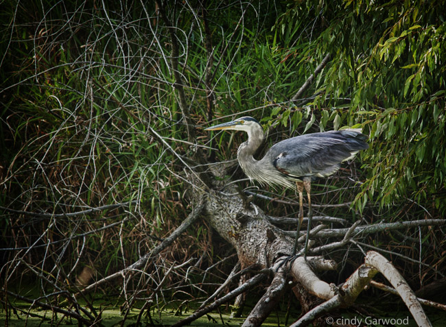 Great Blue