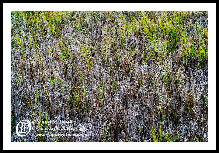 Marsh Grass