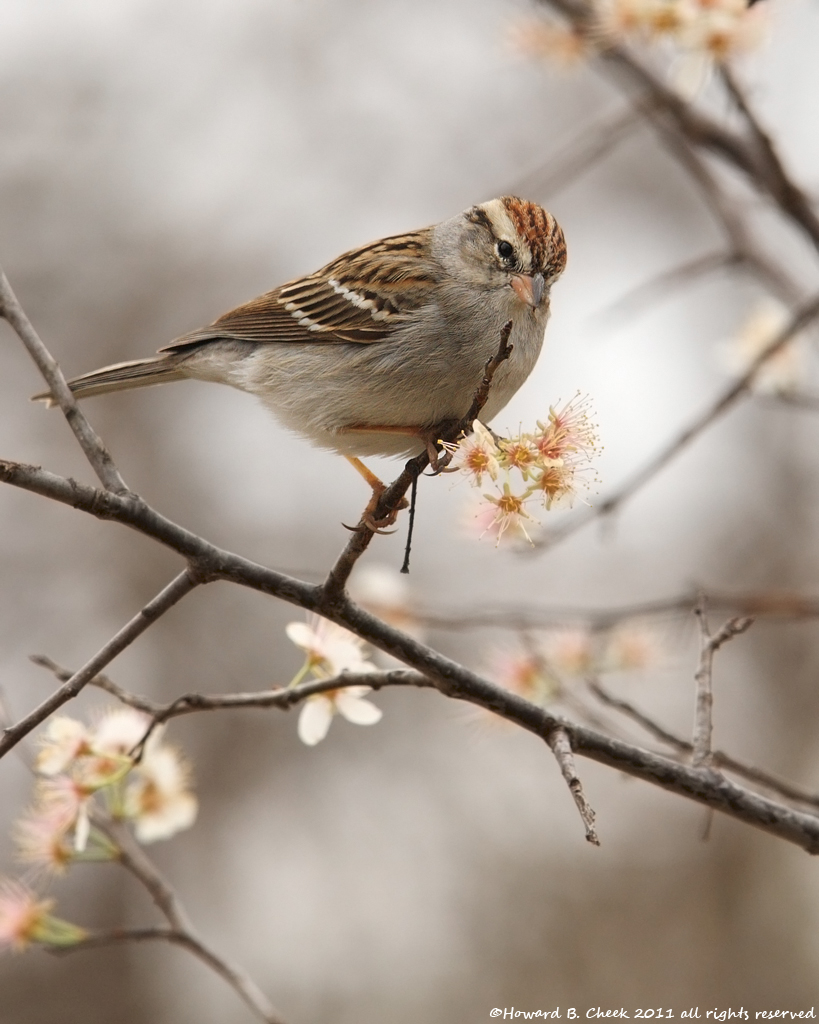 Spring Sparrow