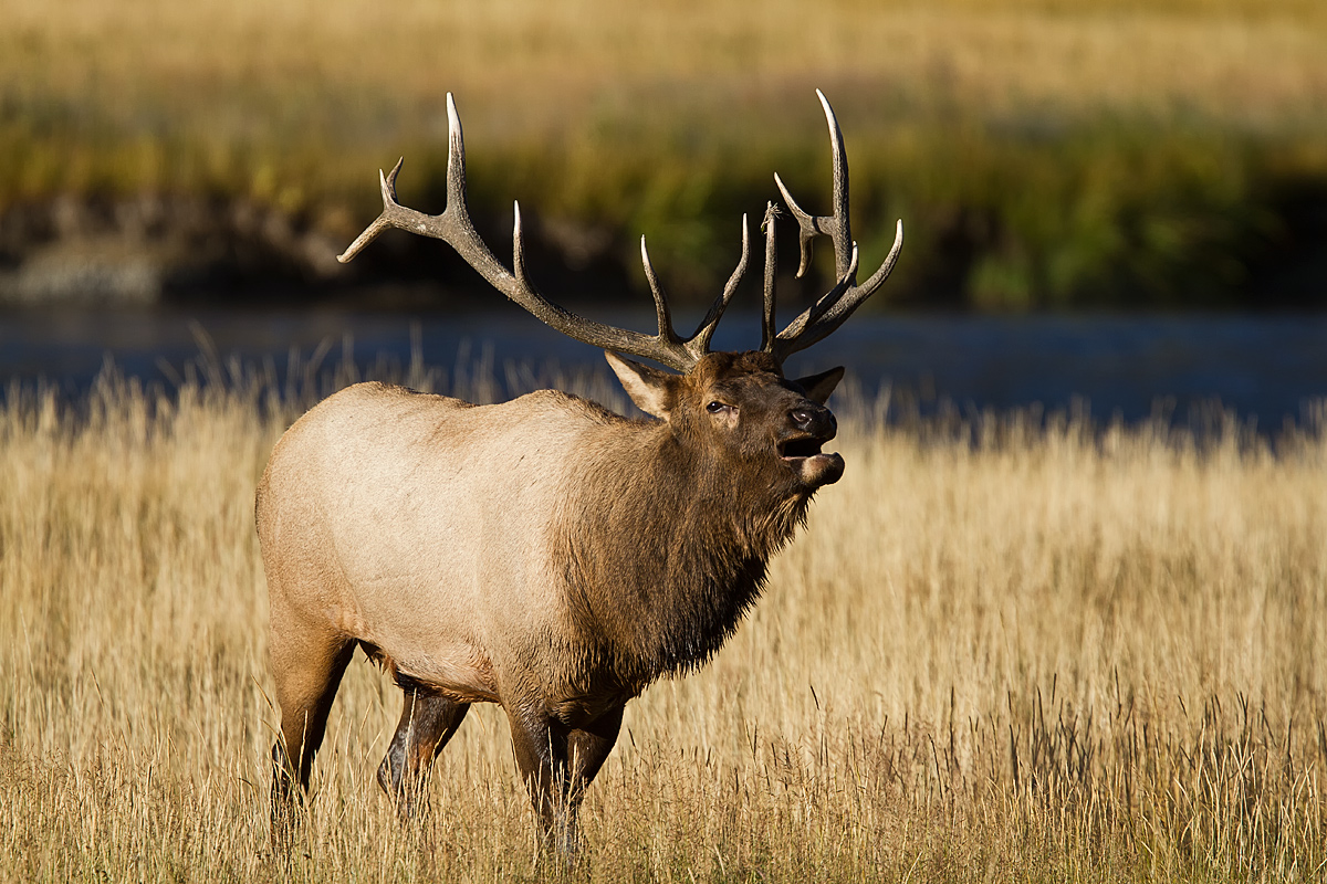 Elk at Sunrise