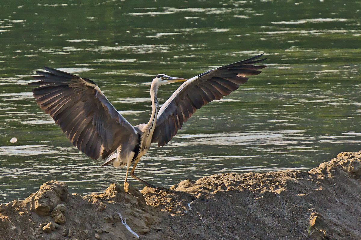 Grey Heron Landed