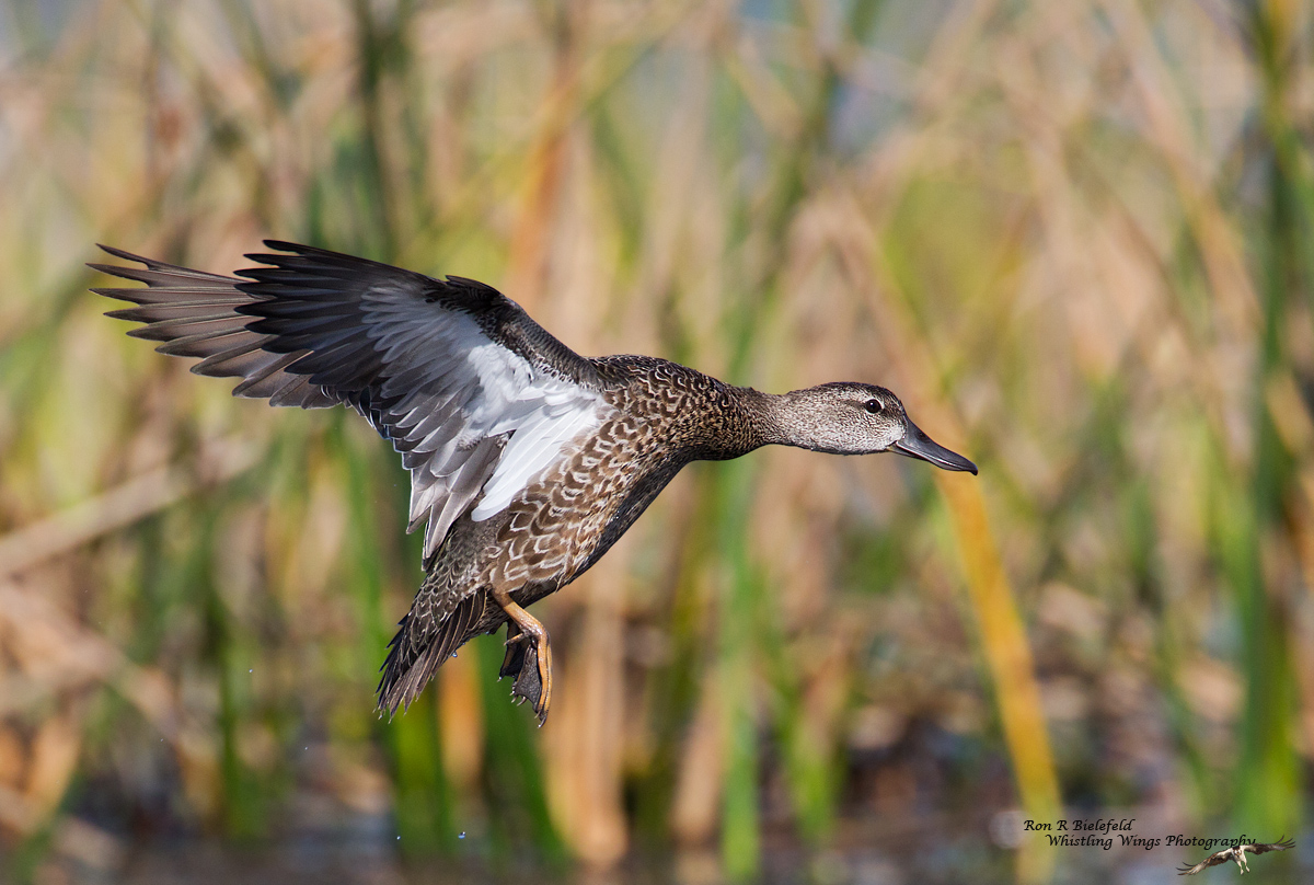 Blue-winged teal