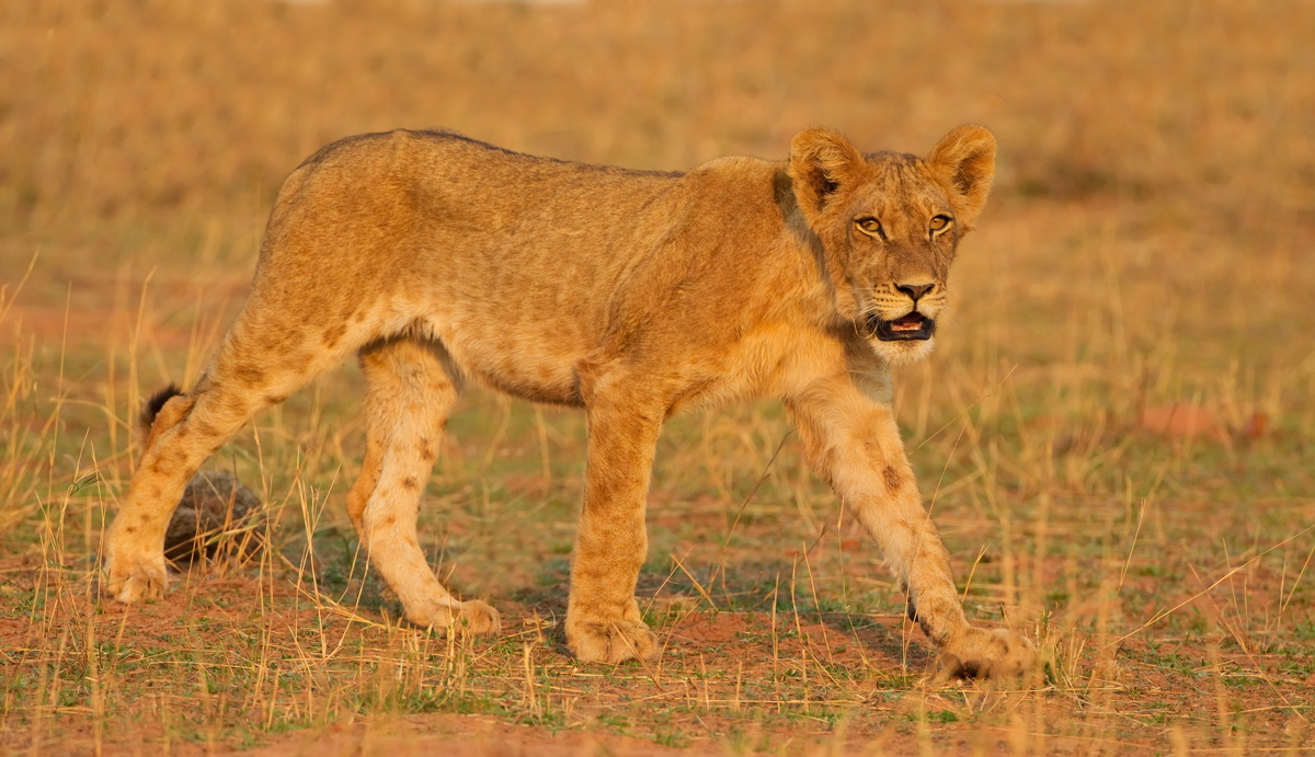 Golden Lion