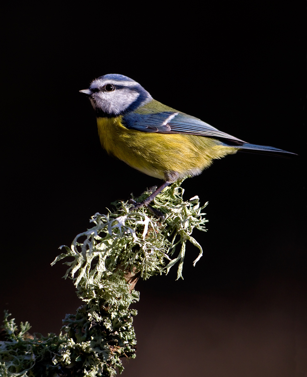 Blue Tit