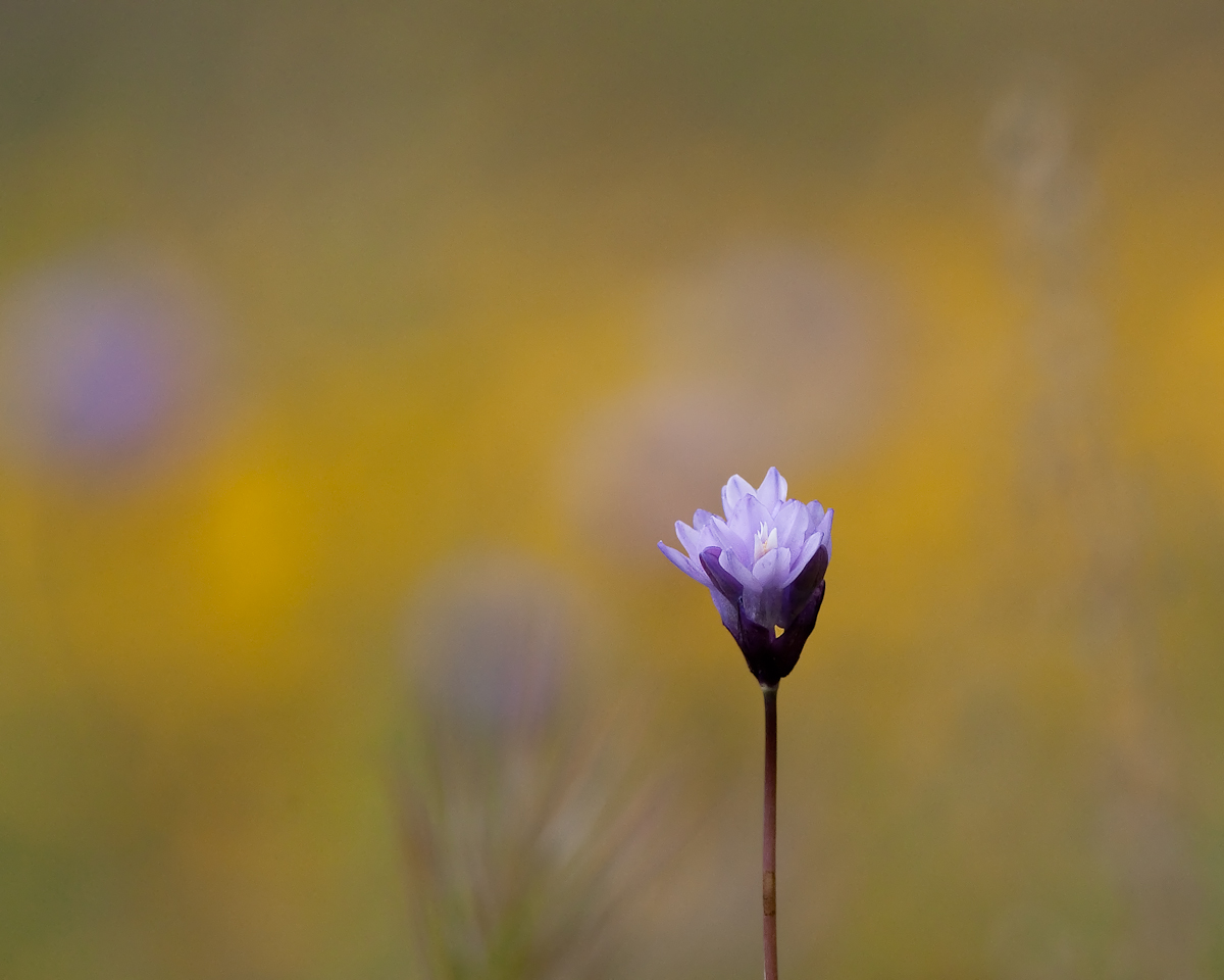 WC503 Wildflower w repost