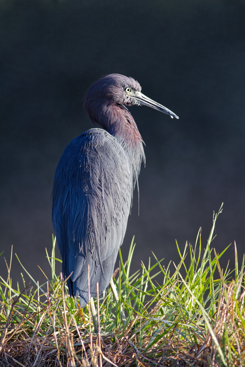 Little Blue Heron
