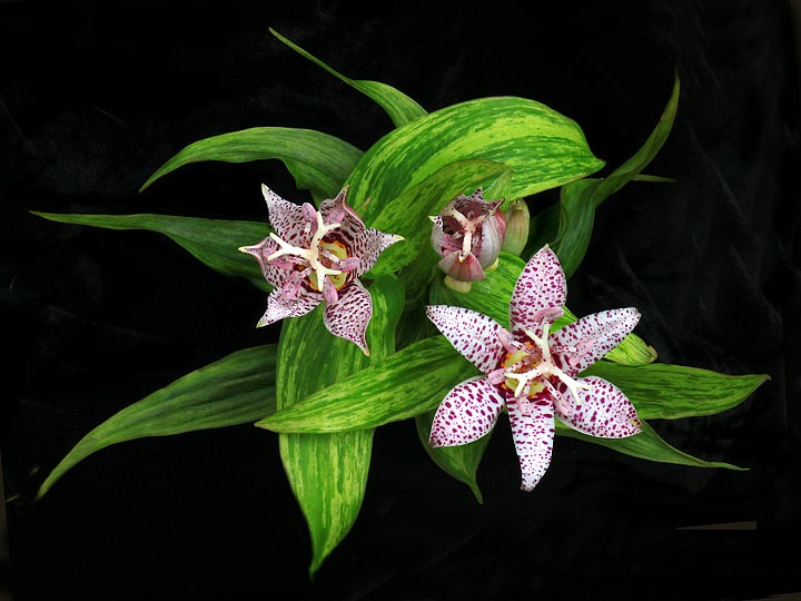 Toad Lily