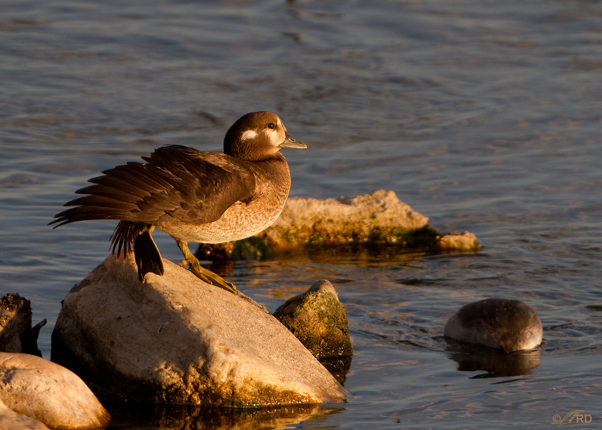 Harlequin Duck