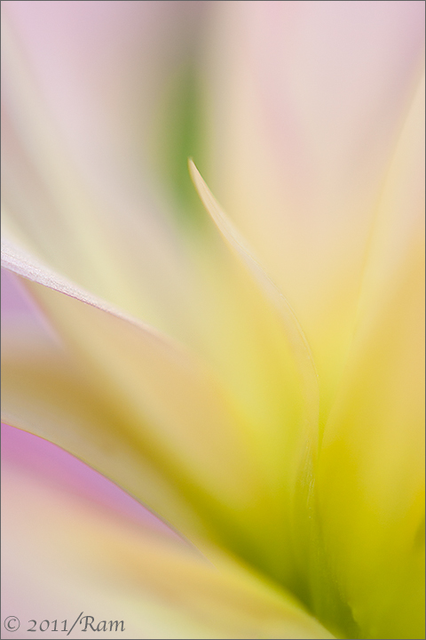 Dahlia Abstract 3