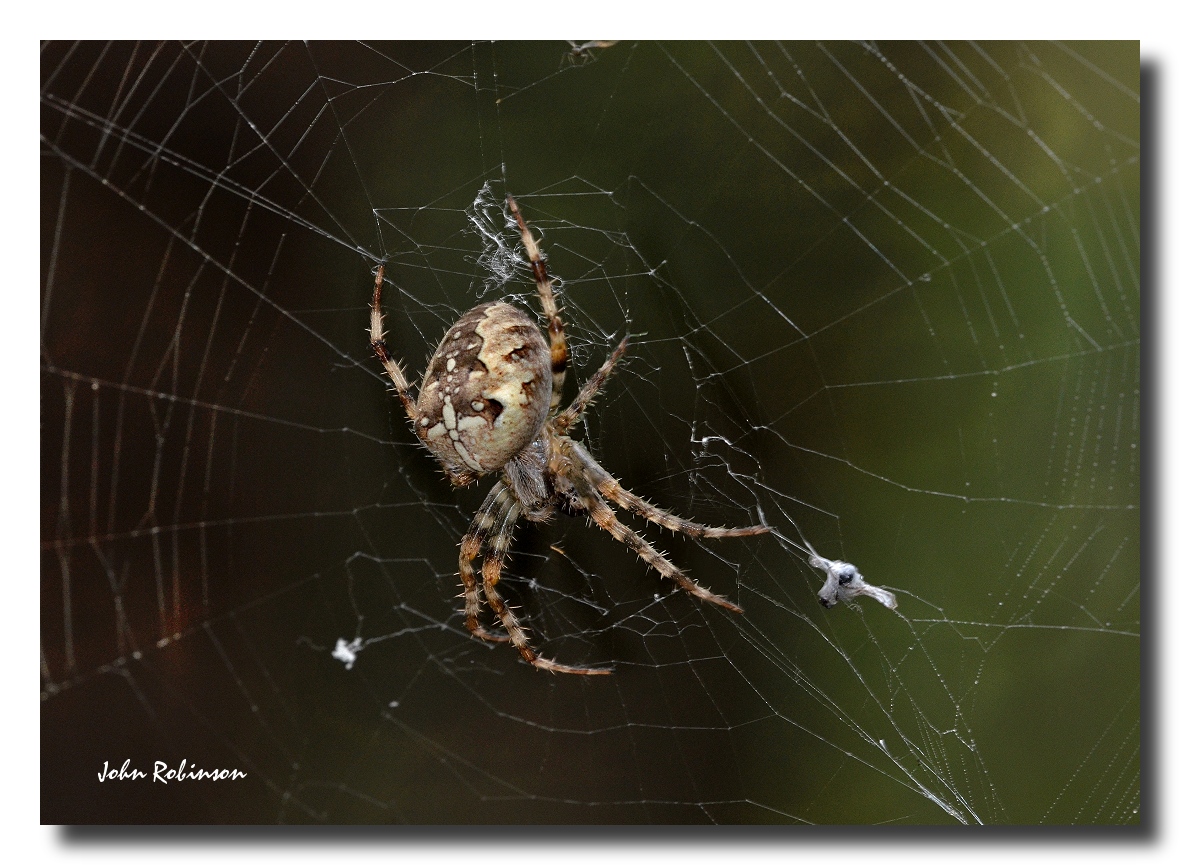 Garden Spider