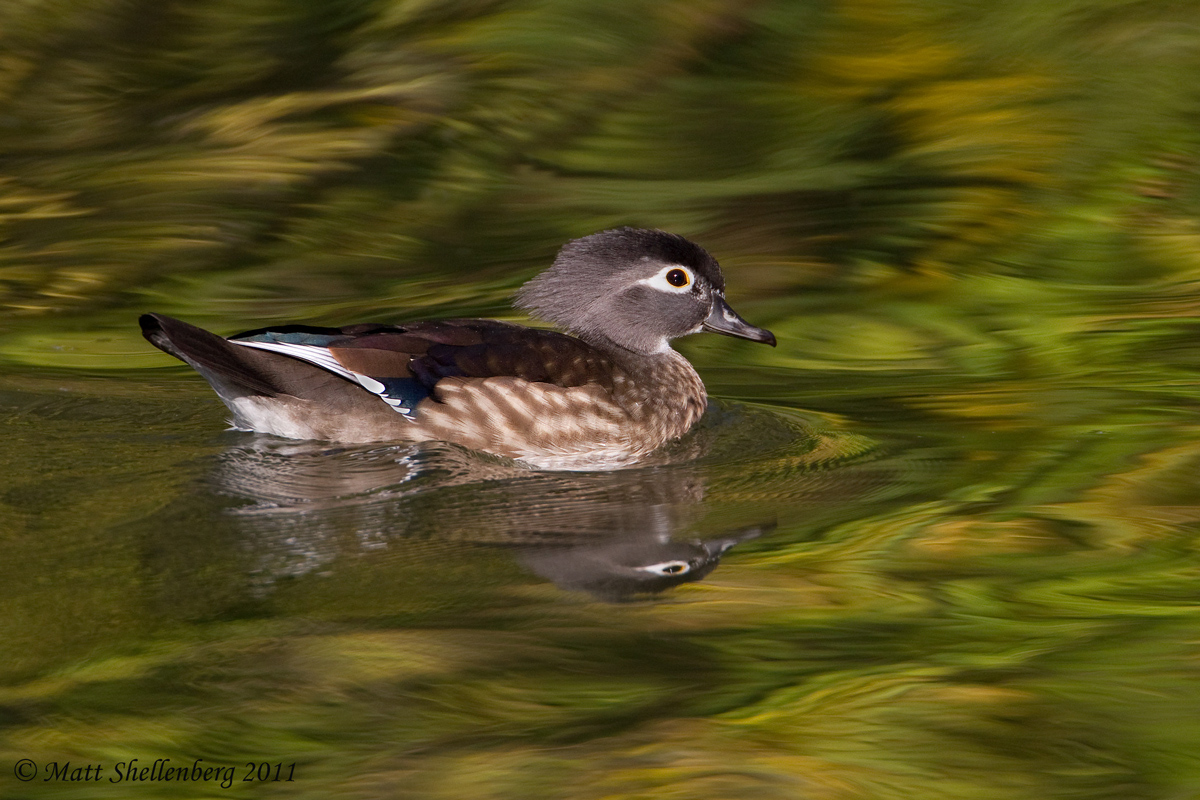 Female Wood Duck