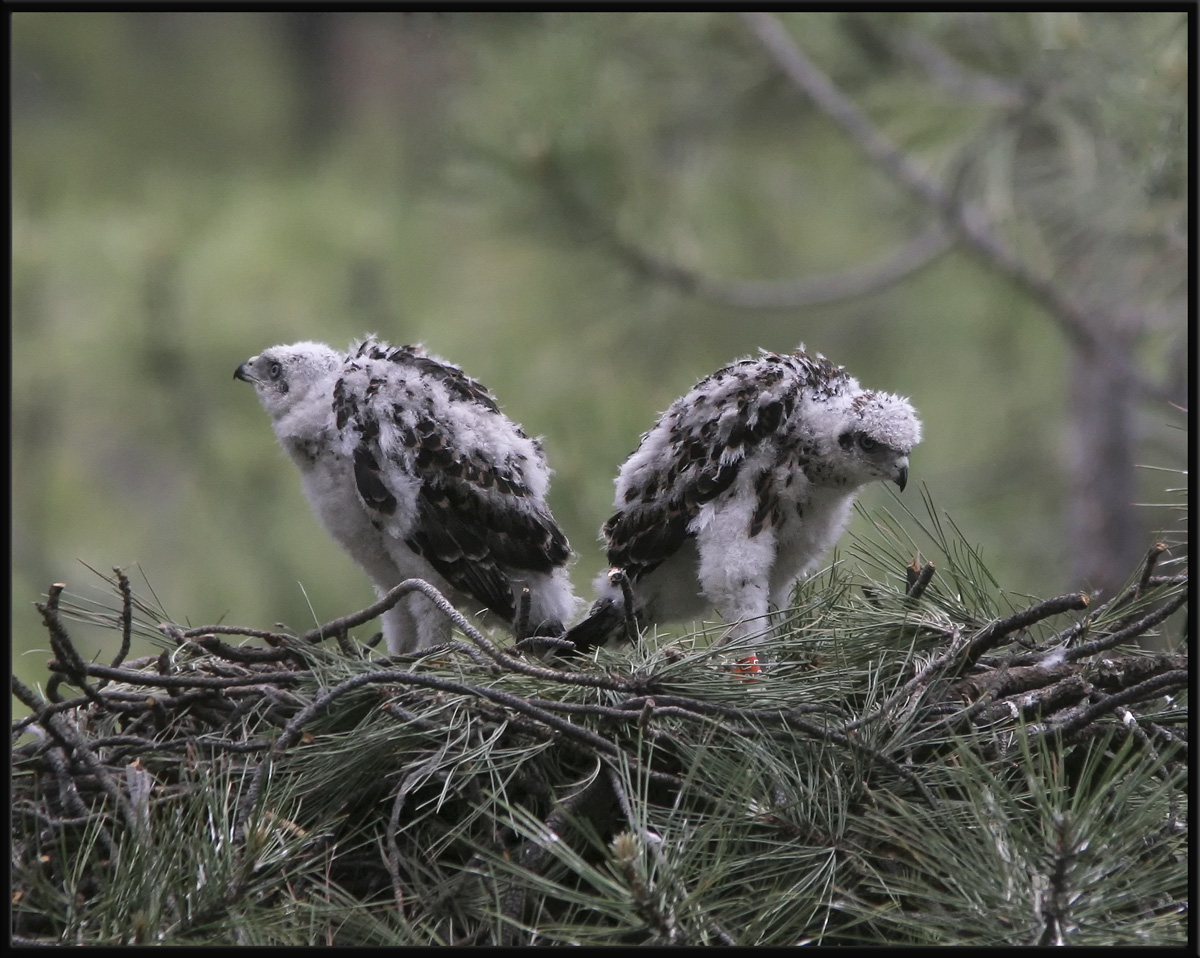 Goshawk Nestlings