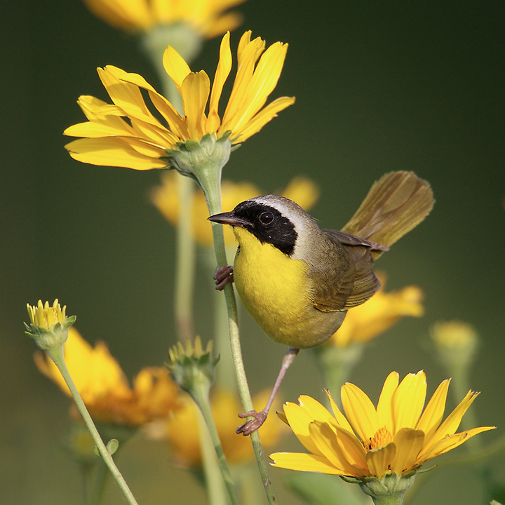 Common Yellowthroat