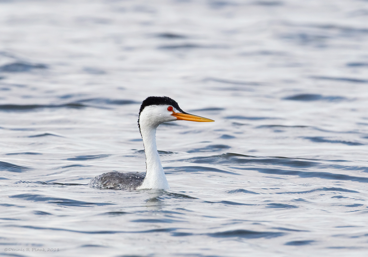Clark's Grebe